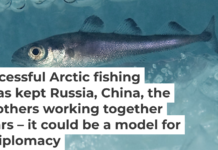An Arctic cod (Boreogadus saida) swims under the ice. Erling Svensen/Artsdatabanken, CC BY
